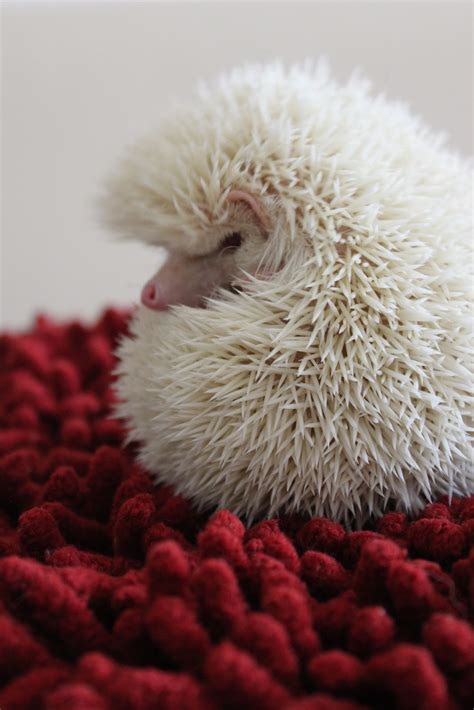 Arbitrary Photo: Albino Hedgehog