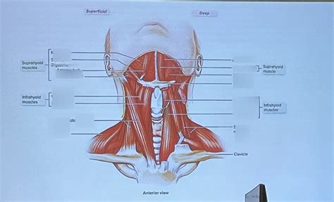 Muscles Of Anterior Neck Diagram Quizlet