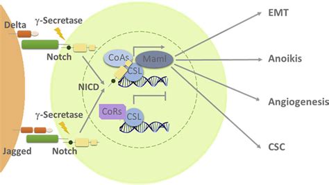 E The Notch Signalling Pathway Activation Of Notch By Its Ligand Leads