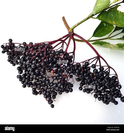 Holunderbeeren Sambucus Nigra Holunder Beeren Stock Photo Alamy