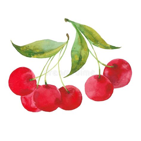 Cerises D Aquarelle Sur Une Branche Illustration Stock Illustration