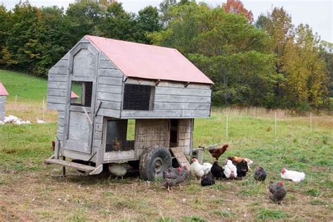 Chicken Coop On Wheels An Overview Of How To Build A Mobile Chicken Coop