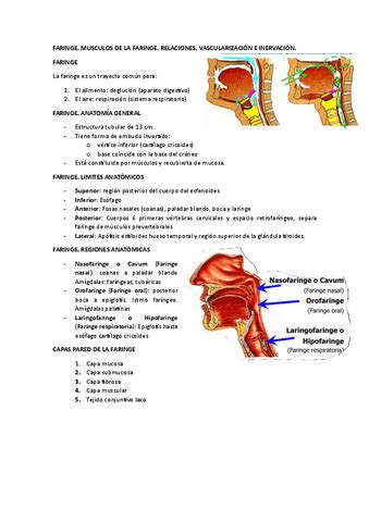 FARINGE MUSCULOS DE LA FARINGE Pdf