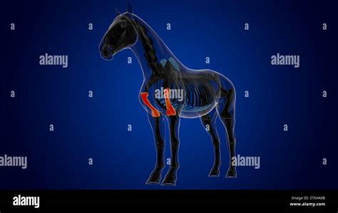 Humerus Bone Horse Skeleton Anatomy For Medical Concept 3d Rendering