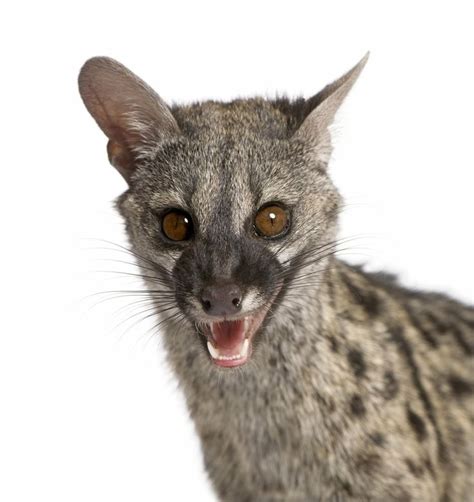 Genet Cat Animais