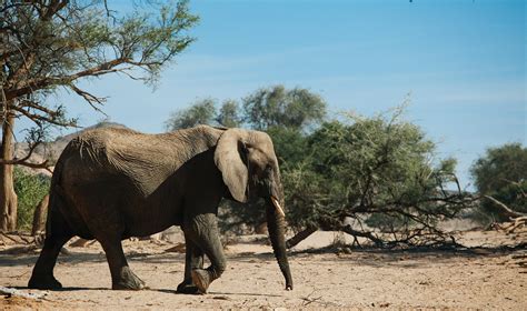 Which animals can you see in the desert? - Namibia Experience