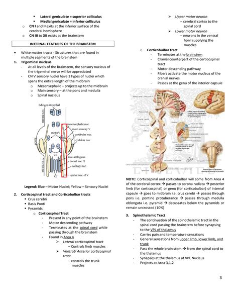 SOLUTION Neuro Anatomy Brainstem And Cranial Nerves Discussion Study