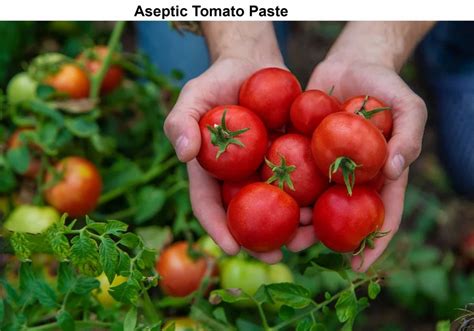 Aseptic Tomato Paste At Rs 60kg Tomato Pulp In Vasantha Narasapura Industrial Area Id