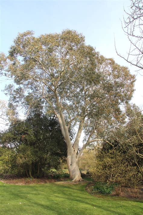 Eucalyptus Pauciflora Subsp Niphophila Pan Global Plants