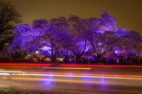 Photo Essay: Vancouver Cherry Blossom Festival | Vancouver Homes