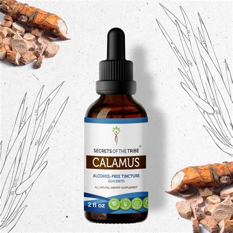 Calamus Tincture Alcohol Free Extract Organic Calamus Acorus Calamus