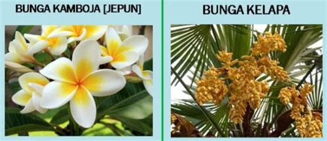 Detail Gambar Bunga Majemuk Dan Bagian Bagiannya Koleksi Nomer 38