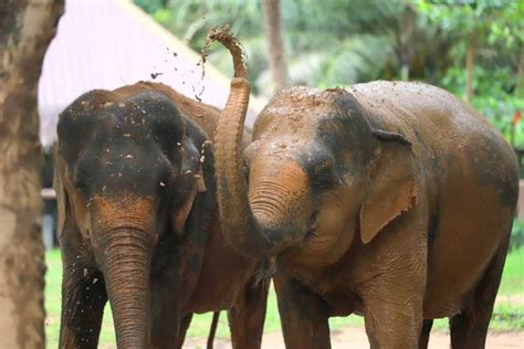 Koh Samui Ethical Elephant Observation Half Day Tour Getyourguide