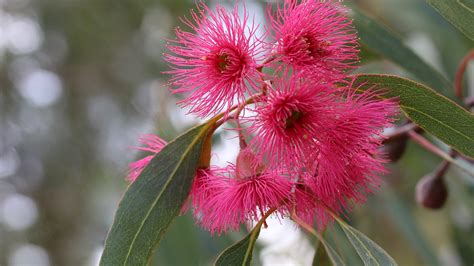 Eucalyptus Uses Side Effects And Medicinal Benefits The Medicinal