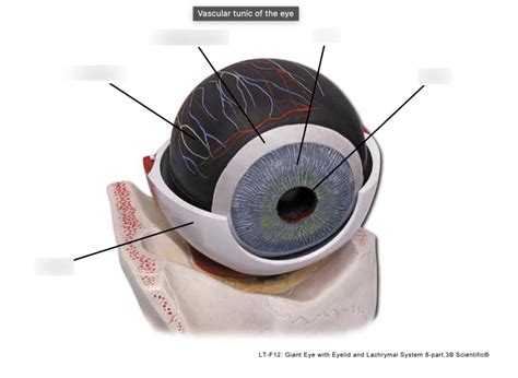 O PAL Anatomical Models Nervous System Special Senses Slides 2