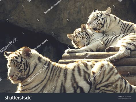 White Amur- Siberian Tiger Stock Photo 16131550 : Shutterstock