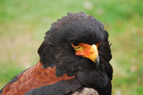 Eagle Bird Of Prey Bateleur · Free photo on Pixabay