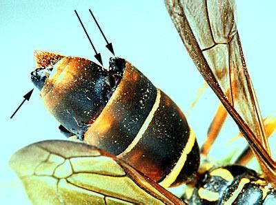 Strepsiptera ~ Everything You Need to Know with Photos | Videos