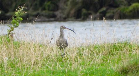 Kilcoole Outing South Dublin Birds