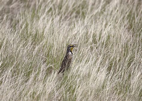 Discover the Official State Bird of Kansas - A-Z Animals