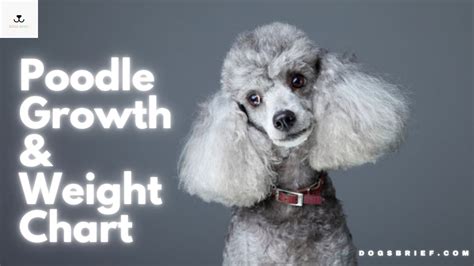 Toy Poodle Growth Chart Height | Wow Blog