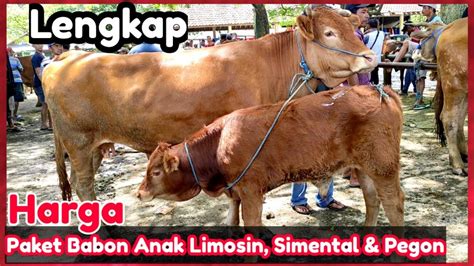 Tinggal Pilih Paket Babon Anak Simental Limosin Dan Pegon Pasar