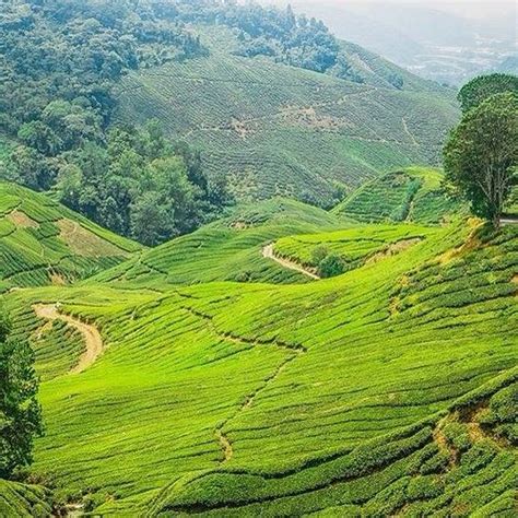 金馬崙高原 10 大最佳旅遊景點 Tripadvisor