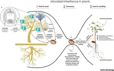 世代を超えた旅種子を介した植物微生物叢の継承