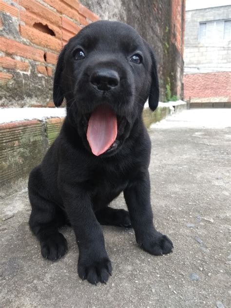 Filhotes De Labrador Retriever R 400 00 Em Mercado Livre