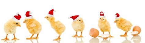 2 Thousand Chickens Wearing Hats Royalty Free Images Stock Photos