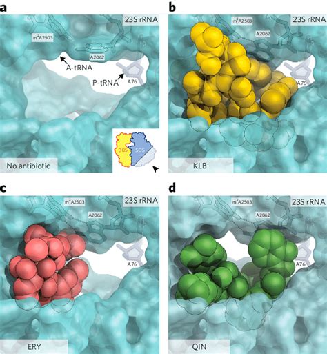 Occlusion Of The Nascent Peptide Exit Tunnel By Antibiotics A The