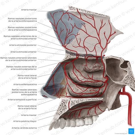 Nariz y fosas nasales Anatomía partes irrigación Kenhub