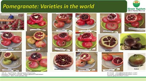 Pomegranate Varieties And Information By Gsuandp Youtube