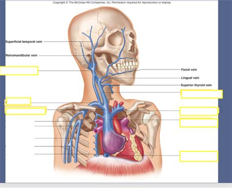 Anat Lab Exam Veins Of The Head Diagram Quizlet