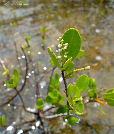 White Mangrove | Imagine Our Florida, Inc