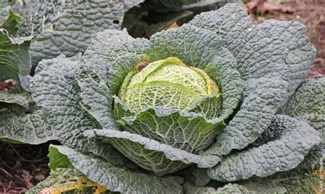 Wirsing Brassica Oleracea Convar Capitata Var Sabauda Steckbrief