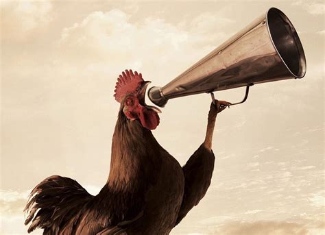 Publicidade E Propaganda Simbolo - Por Que O Galo é O Símbolo Da Publicidade E Propaganda? - Comunicadores
