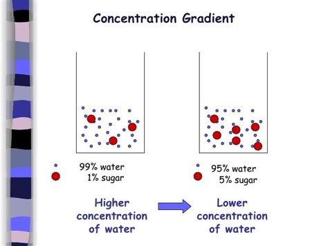 (B) Diffusion And Osmosis