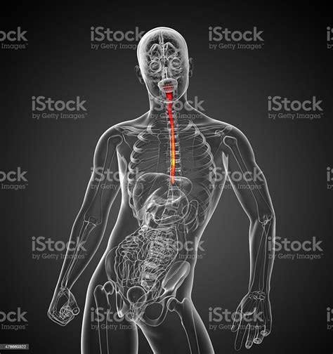 3d Rendered Illustration Of The Esophagus Stock Photo Download Image