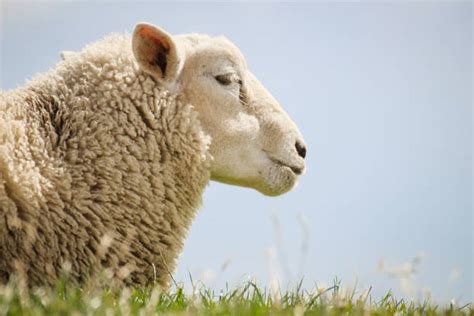 3600 Sheep Side View Photos Stock Photos Pictures And Royalty Free