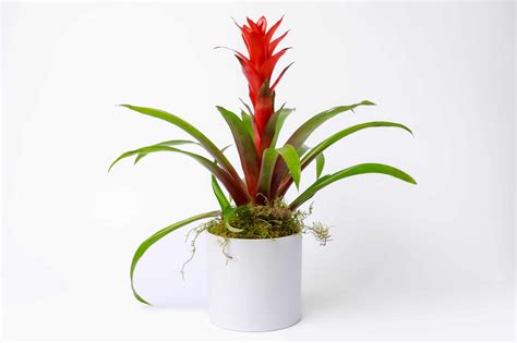 Bromeliad Plant, Portland Floral Delivery