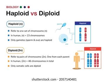 Diploid Haploid Key Differences Pros Cons Examples 49 OFF