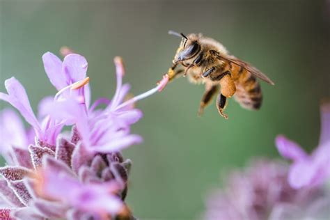 A Symbiotic Relationship: Flowers & Bees – ēdn