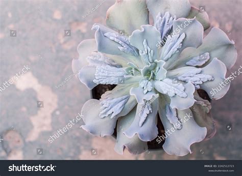 Echeveria Paul Bunyan Succulent Plant Warts Stock Photo 2242512723