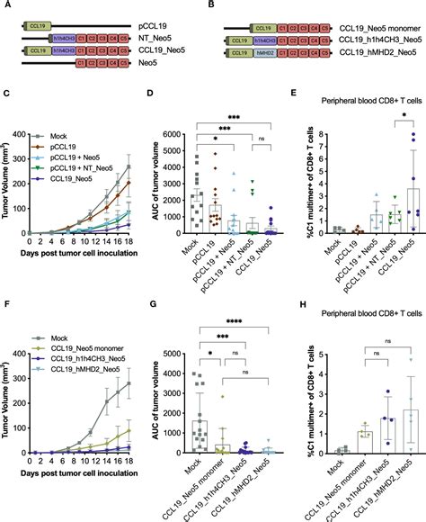 Frontiers Targeting Neoantigens To Apc Surface Molecules Improves The