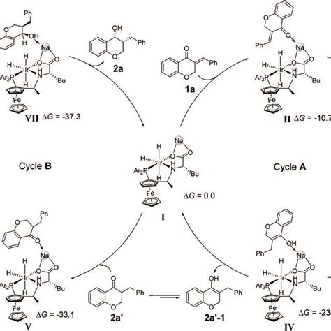 Proposed Catalytic Cycles Cycle A 1 4 Addition Of 1a Cycle B DKR To