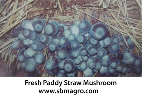 Paddy Straw Mushroom Spawn Manufacturer Supplier from Baleshwar India