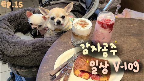 🐶 견생역전 강아지 브이로그 15 애견동반카페 동탄 애견동반 반려견 동반 출근일상 치와와 공주 강아지일상