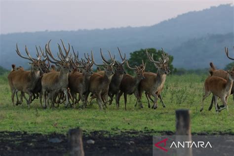 Kebakaran Taman Nasional Baluran Situbondo Ditutup Antara News