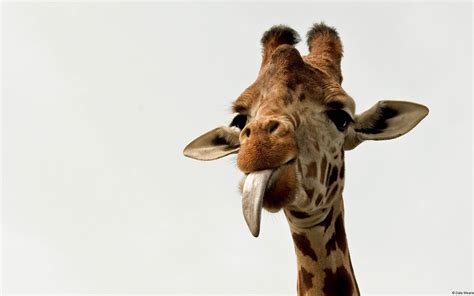 Giraffe Wallpaper Hd Download